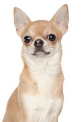 Obraz premium Chihuahua on white background