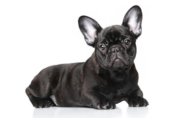French bulldog puppy