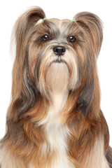 Lhasa Apso Close-up portrait