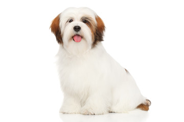 Lhasa Apso in front of a white background