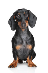 Miniature dachshund - 75909476