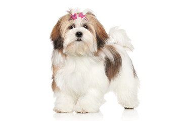 Lhasa apso portrait