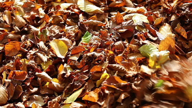 woman walks through a lot of colorful leafs
