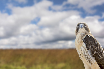 Red-tailed Hawk