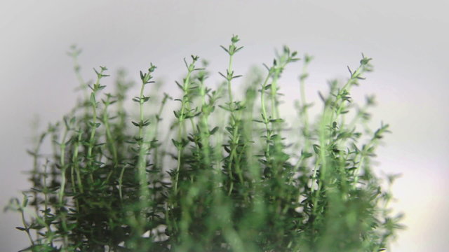 Fresh thyme rotates, close up
