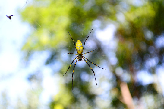 A Spider (Nephila Clavata) Waiting for His Prey