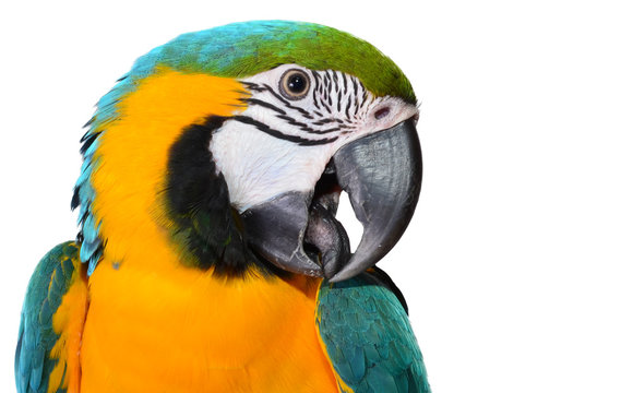 Macaw Parrot