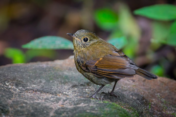 Female White-tailed robin (Cinclidium leucurum)