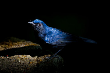 Close up of White-tailed robin