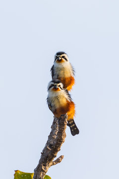 Couple of Collared Falconet (Microhierax caerulescens) 