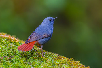 Plumbeous Water Redstart (Rhyacornis fuliginosa) in nature