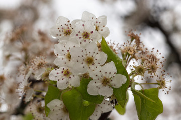 Change of seasons, Bradford Pear Blossoms