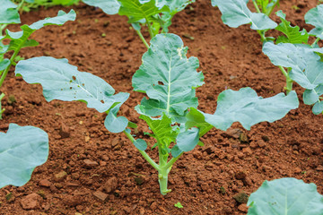 Kale plants