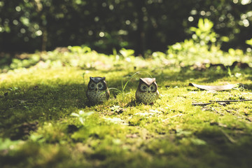 Ceramic owls with natural light.