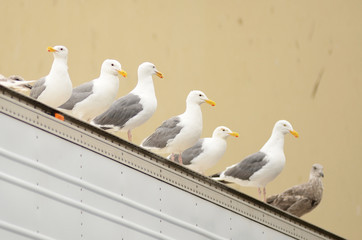 Fototapeta premium Sea Gulls