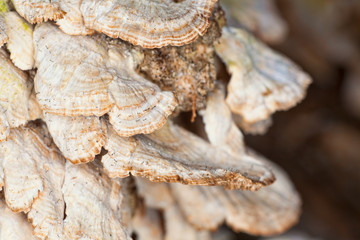 Shelf Fungi Background