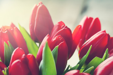 Valentine day concept:  bunch of red tulips