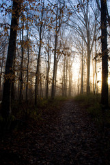 Foggy Path
