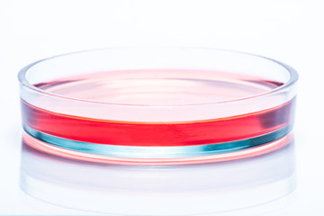 Glass Petri dish with red liquid