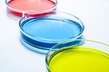 Set of Petri dishes with colored liquid