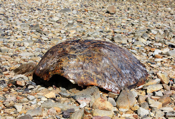 turtle shell