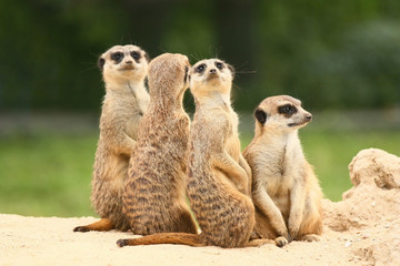Group of  meerkats on the green background