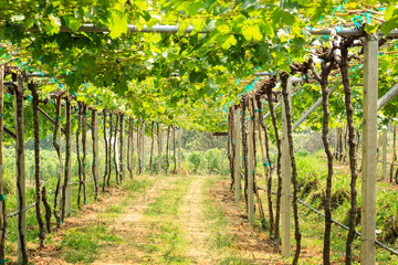 vineyard field in Thailand