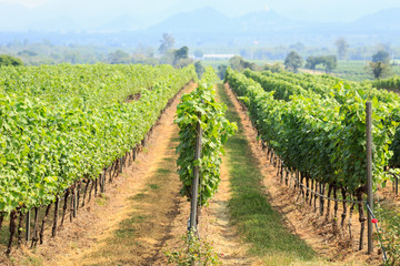 Fototapeta na wymiar vineyard field in Thailand