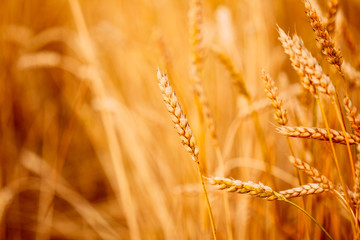 Yellow wheat ears
