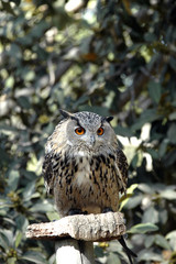 Buho