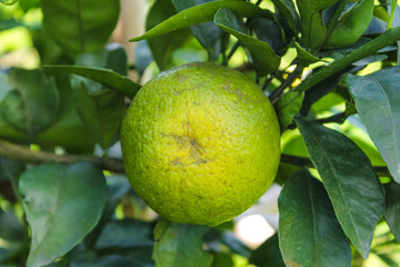 Orange tree with fruits