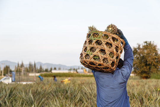Thai man with big bamboo basket and keeping pineapple field