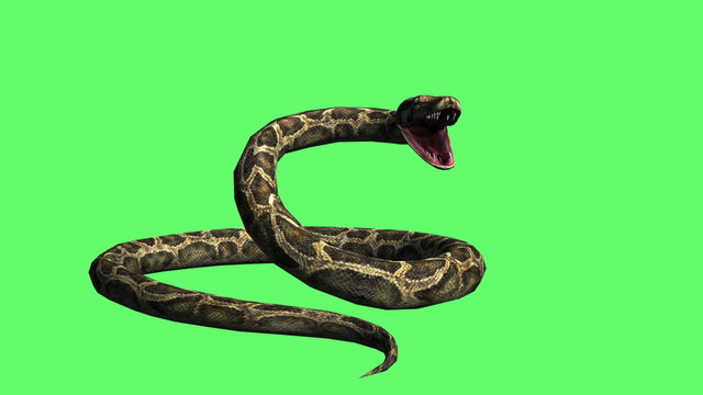 Snake - python Green Screen