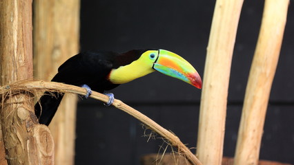toucan toco perché