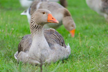 Grey domestic goose on the green grass