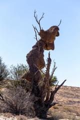 African masked weaver big nest on tree