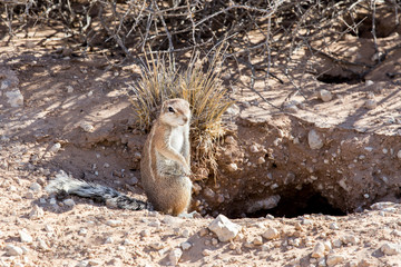 South African ground squirrel Xerus inauris