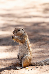 Fototapeta premium South African ground squirrel Xerus inauris