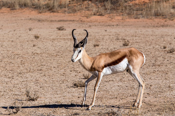 Springbok Antidorcas marsupialis in kgalagadi, South Africa