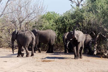 African Elephant in Chobe National Park