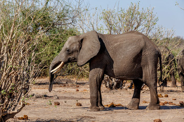 Fototapeta premium African Elephant in Chobe National Park