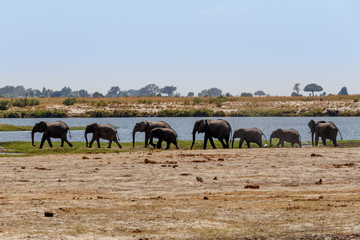 Naklejka premium African Elephant in Chobe National Park