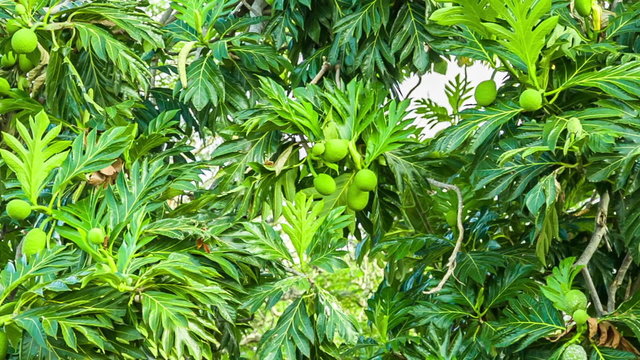 tropical papaya tree with fruits