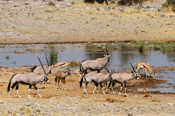 Waterhole of Etosha National park