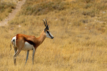 Female springbok