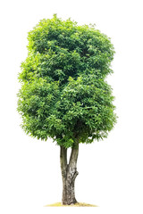 Grüner Magnolienbaum