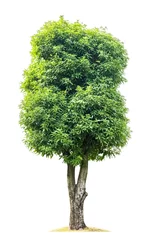 Gartenposter Magnolie Grüner Magnolienbaum