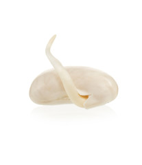 Haricot bean