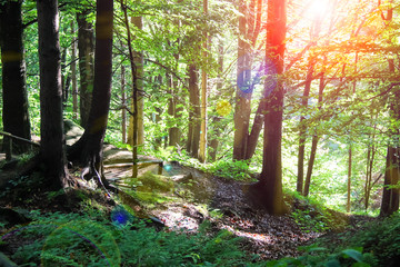 The sun's rays in a summer wood thicket