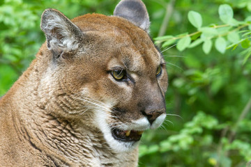 Cougar Portrait